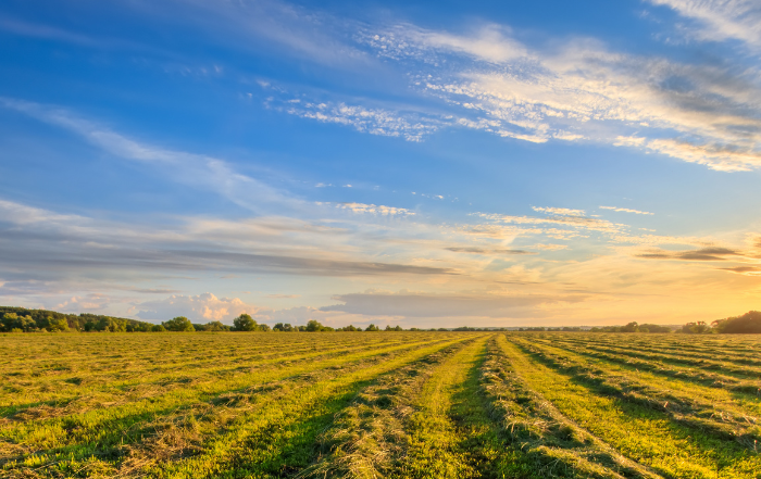 Sonnenuntergang auf Feld