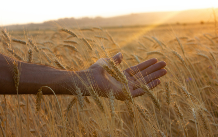 Sonnenuntergang Weizenfeld