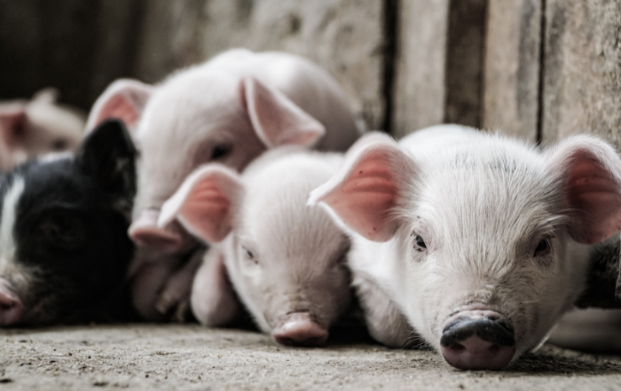 kleine Schweine im Stall