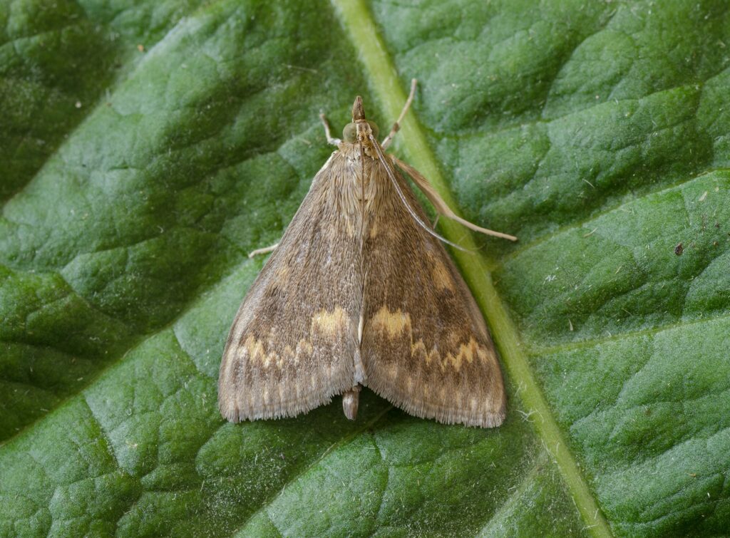 Bild eines Falters von Shutterstock