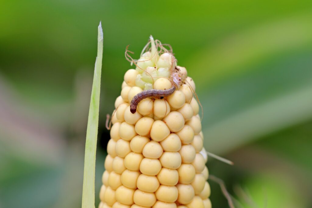 Larve eines Maiszünslers, Bild von Shutterstock