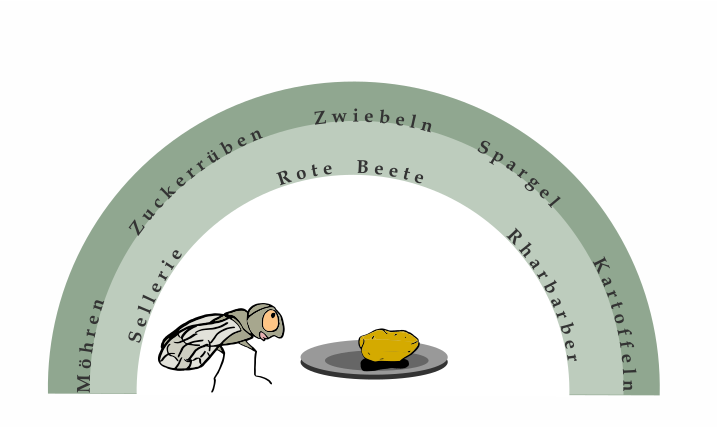 Speiseplan einer Zikade