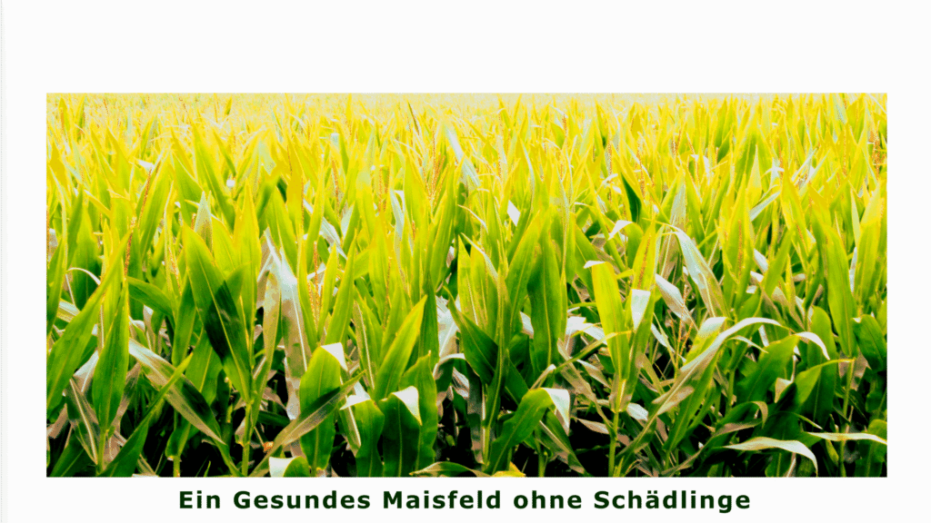 Maisfeld-Fotografie Joel Debus