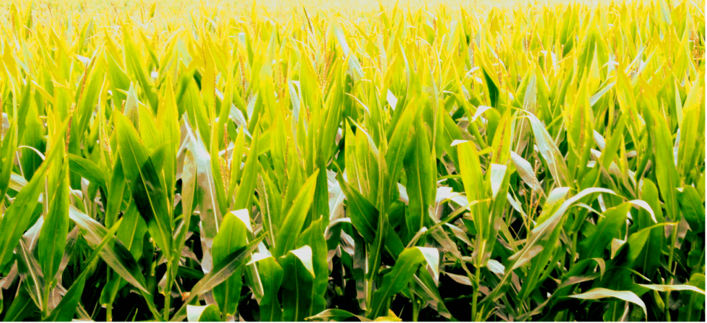 Maisfeld-Fotografie von Joel Debus