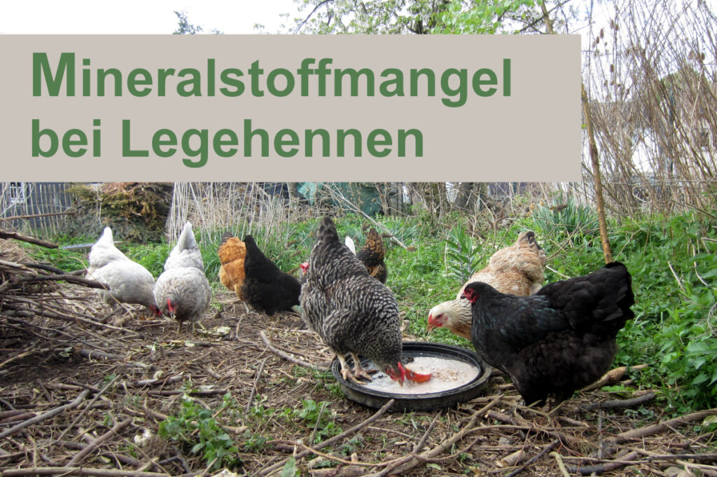 Mehrere Hühner fressen gemeinsam an einem Trog