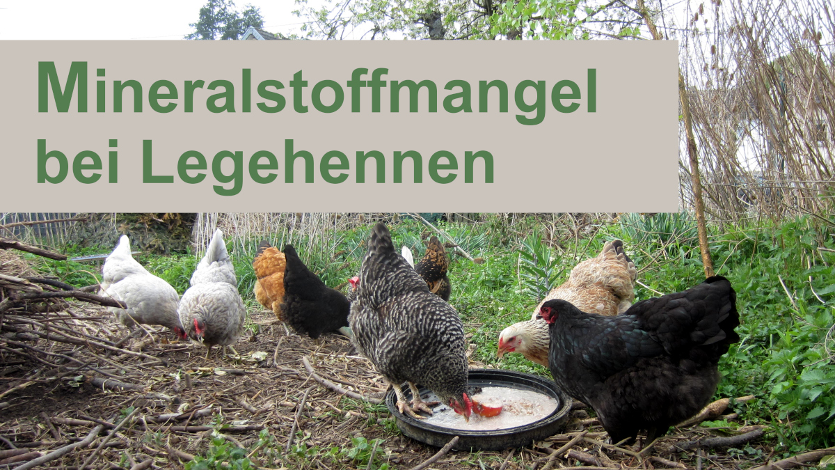 Mehrere Hühner fressen gemeinsam an einem Trog