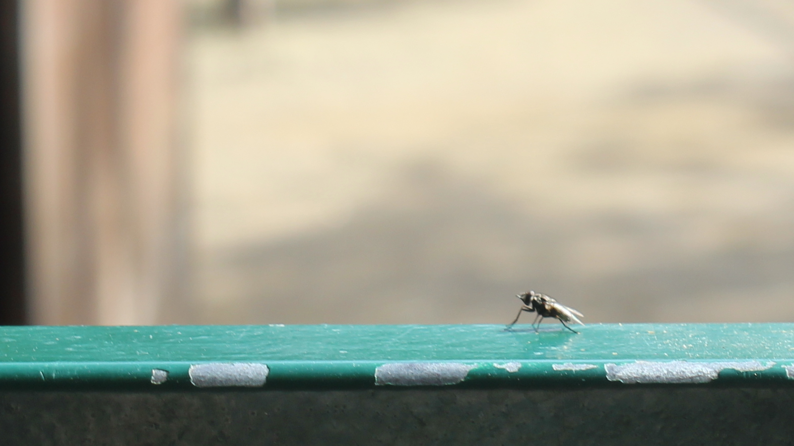 Fliege vor einem Stall als Beispiel für Schadinsekten