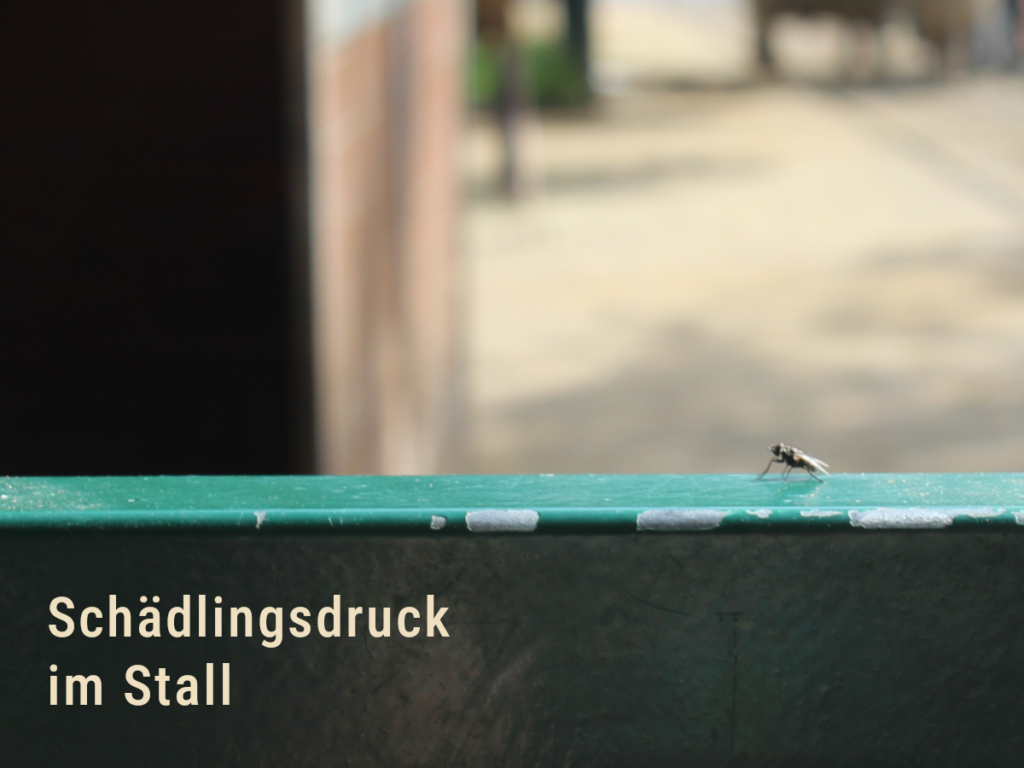 Fliege vor einem Stall als Beispiel für Schadinsekten