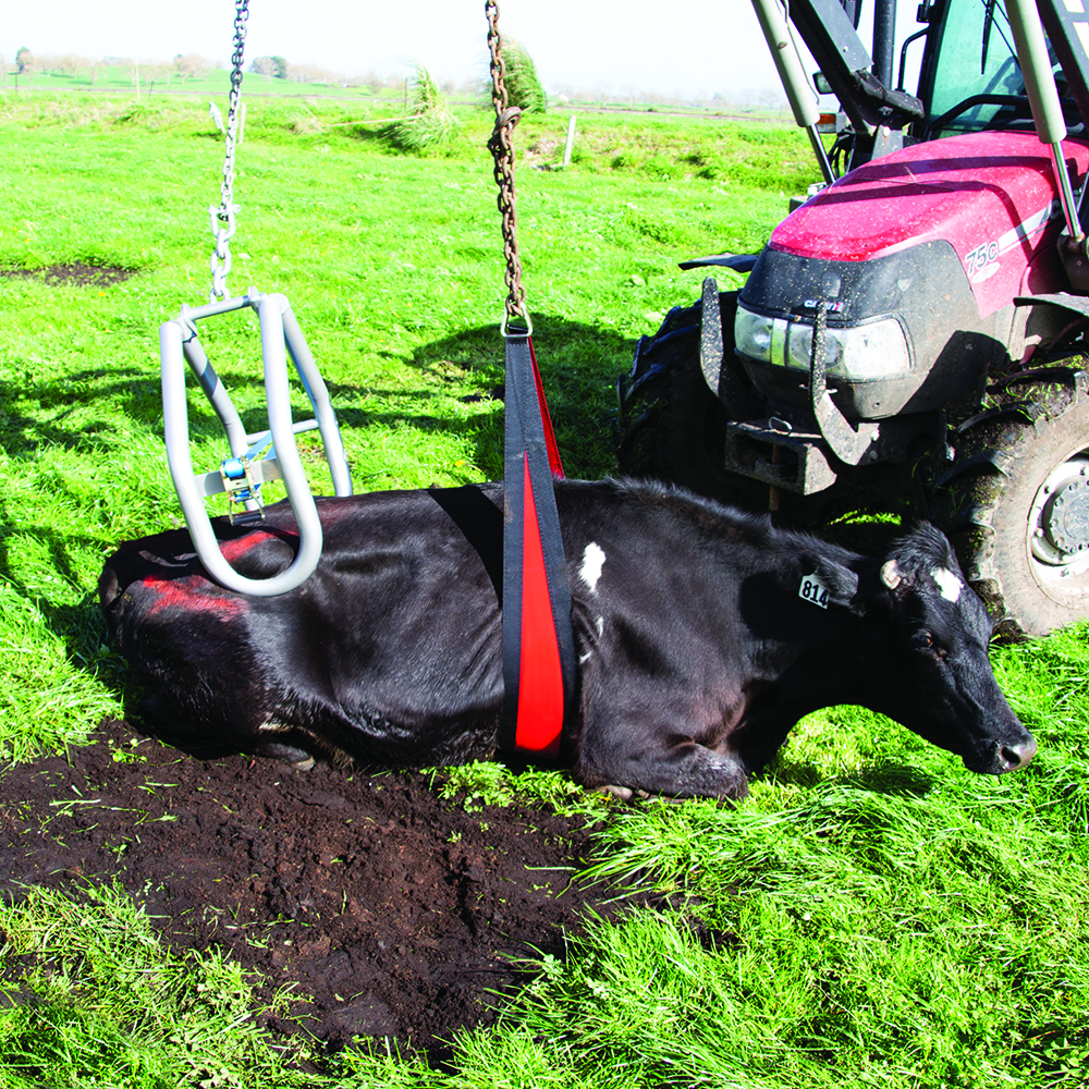 Kuhhebe Bauchgurt Vorderseite 2,4 meter