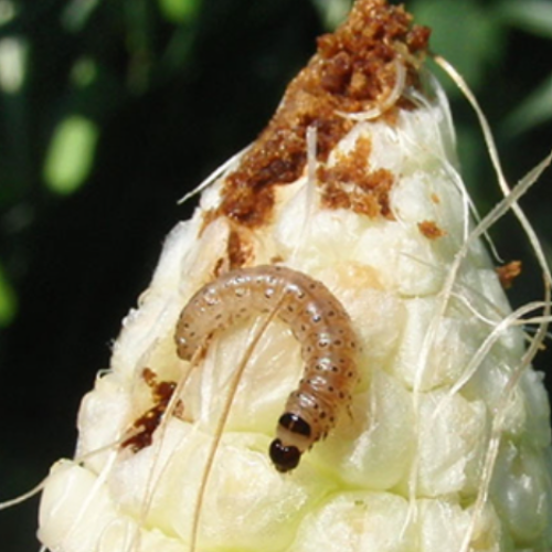 TRICHOSAFE® – unsere Lösung gegen den Maiszünsler - 1x50 Anhänger/ha Mind. Anzahl Tiere 220.000