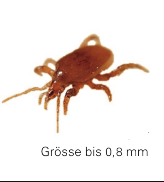 Biomite – Raubmilbe gegen Essig-, Stall- und Stechfliegen für 100m²