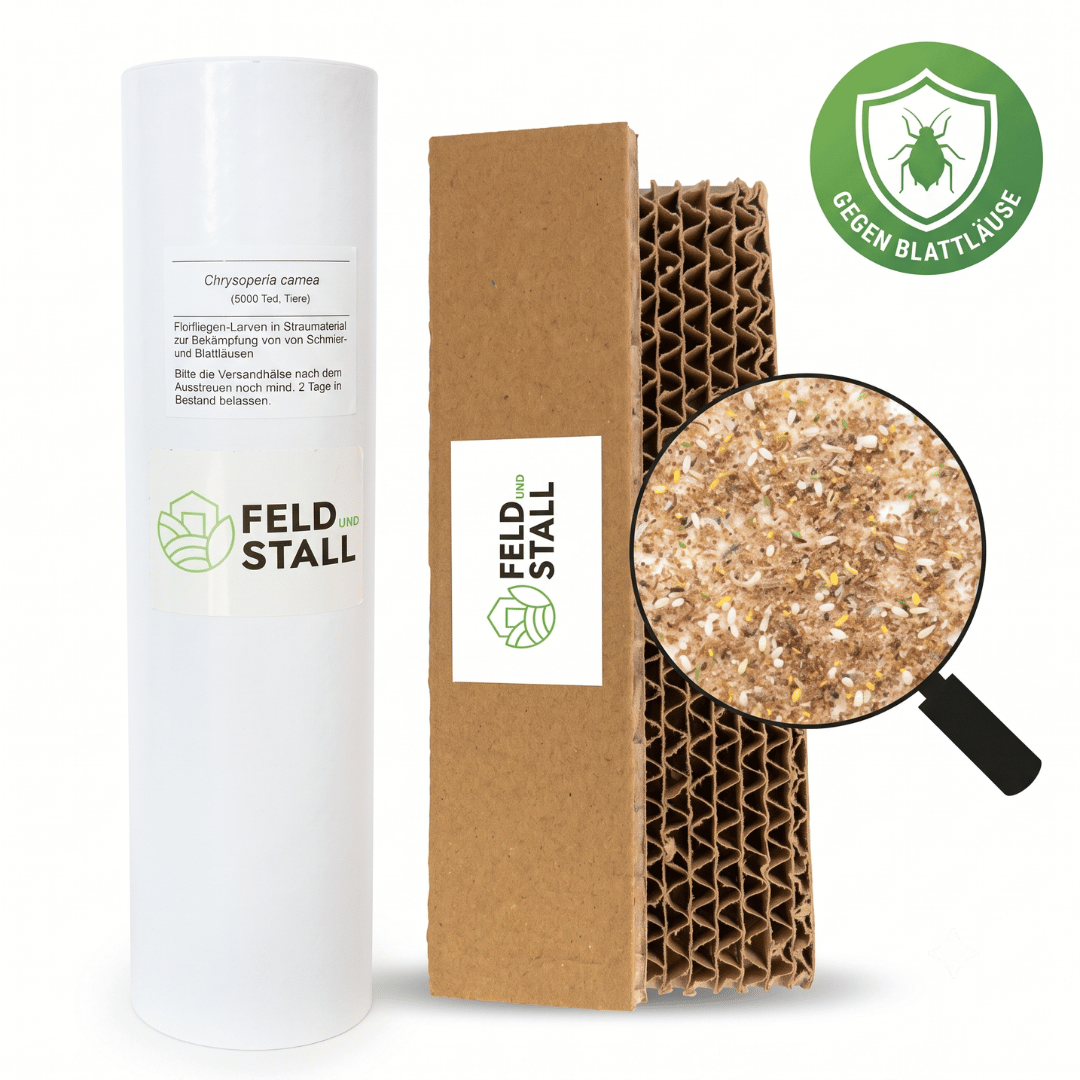 Florfliegenlarven gegen Blattläuse & Wollläuse - 500 Stück