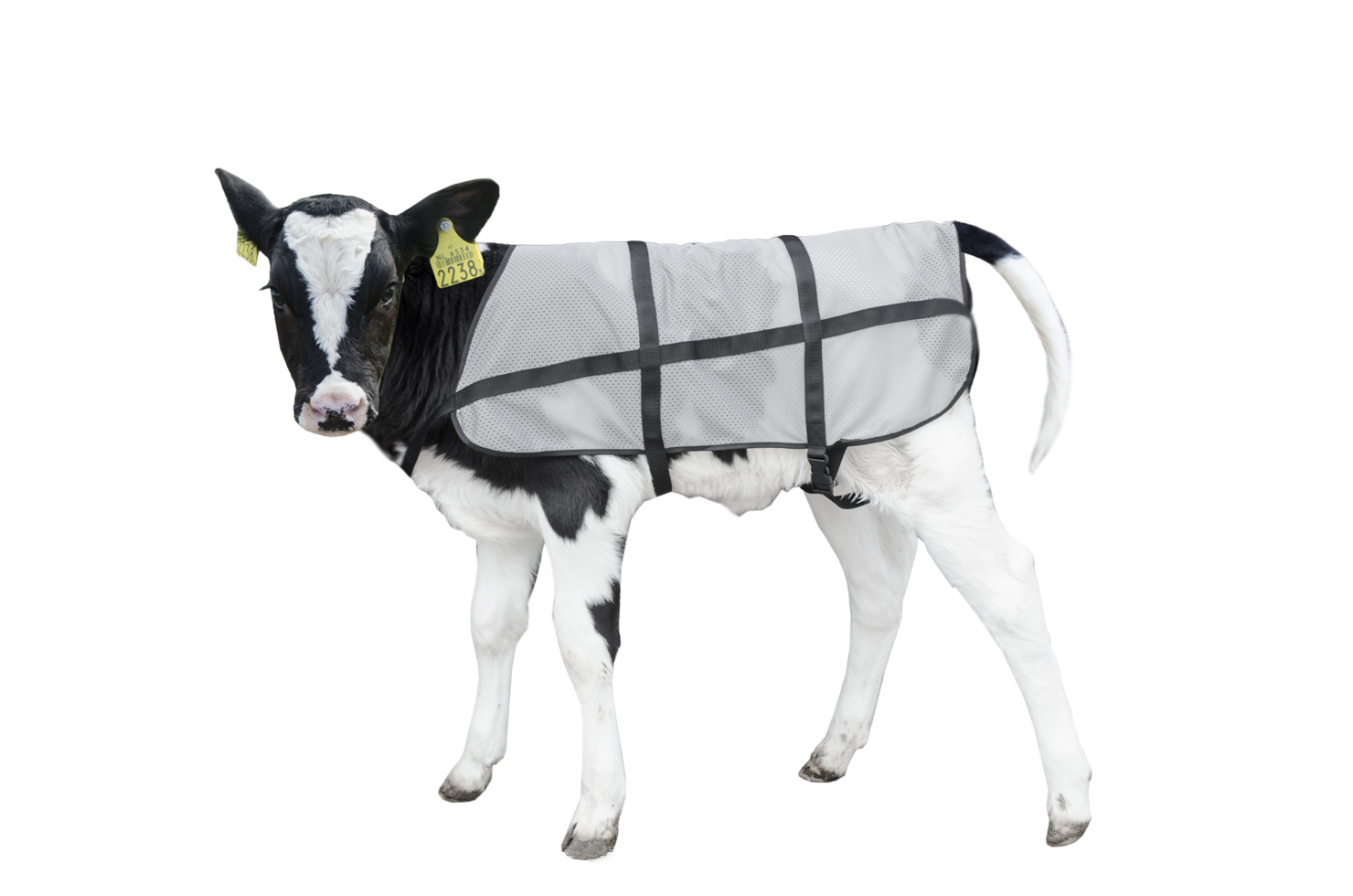 Bodyguard Kalb Sommerdecke