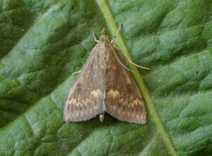 Bild eines Falters von Shutterstock