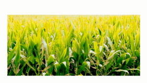 Maisfeld-Fotografie von Joel Debus